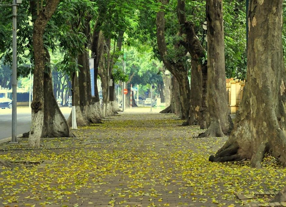 Da Tree Homestay Hanoi Exterior photo